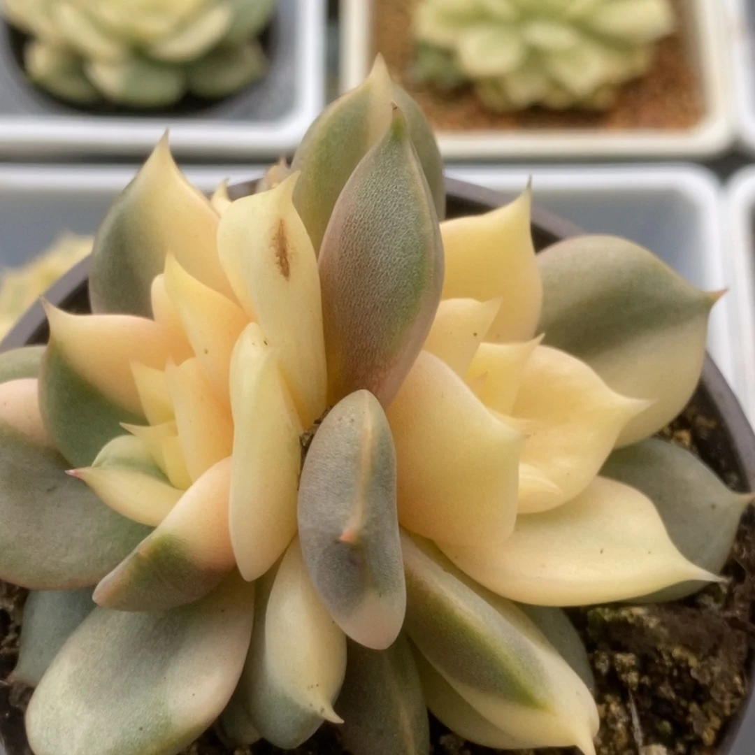 风****?353贝加尔湖双头全锦锦锦锦锦