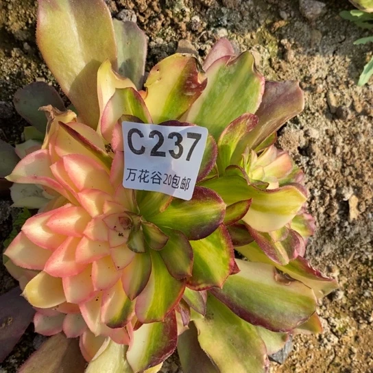 237绍修七彩多肉植物