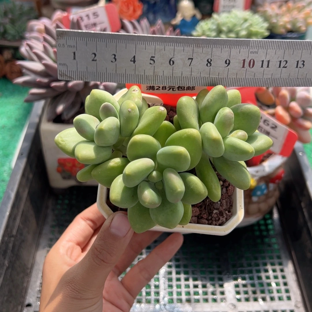 表妹精品多肉植物581.
