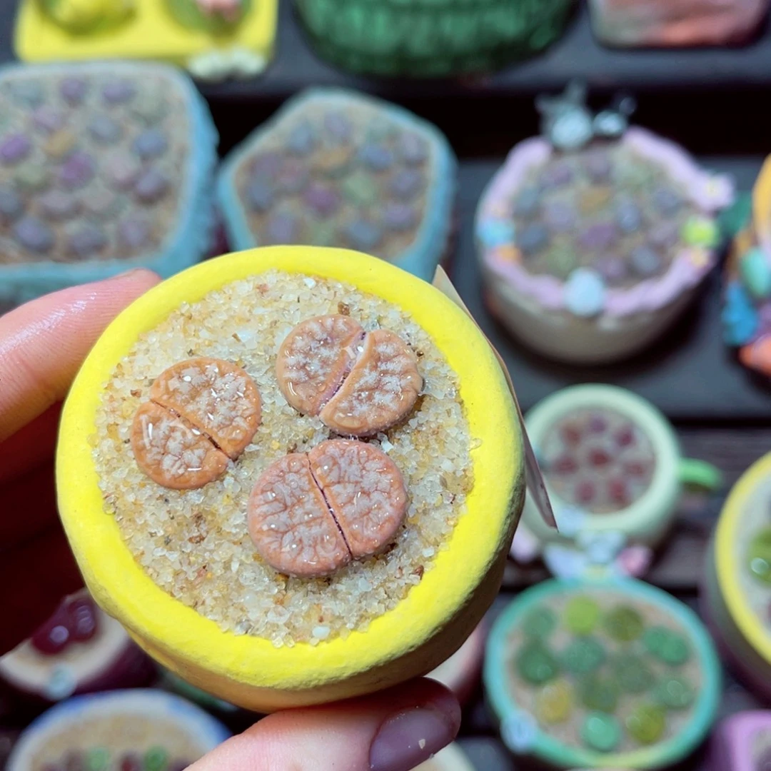 303生石花带盆发1