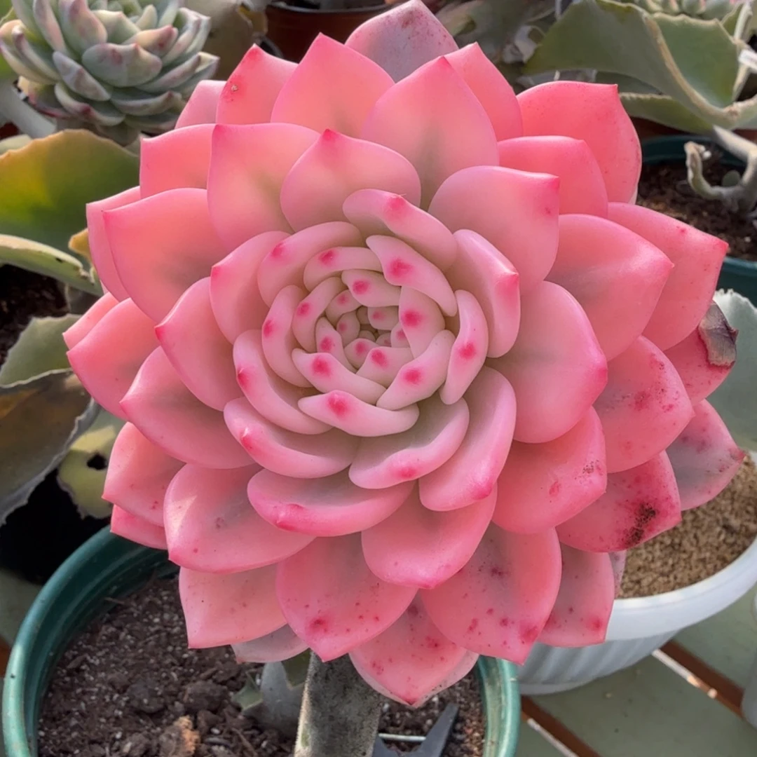 艾丽尔宽锦锦上园艺一物一拍