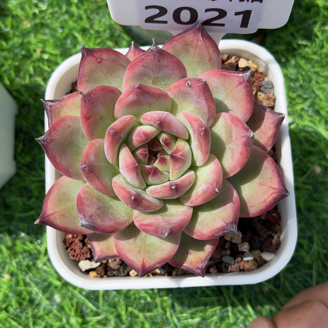 多肉植物2021………….