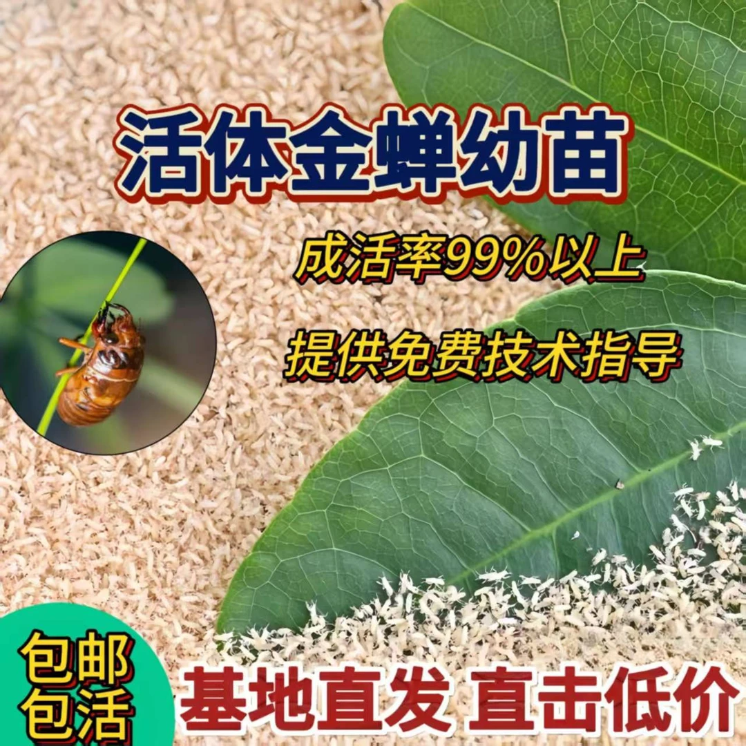 金蝉幼苗知了猴苗子爬叉苗蝉卵枝金蝉种苗卵幼虫养殖金蝉种植种子