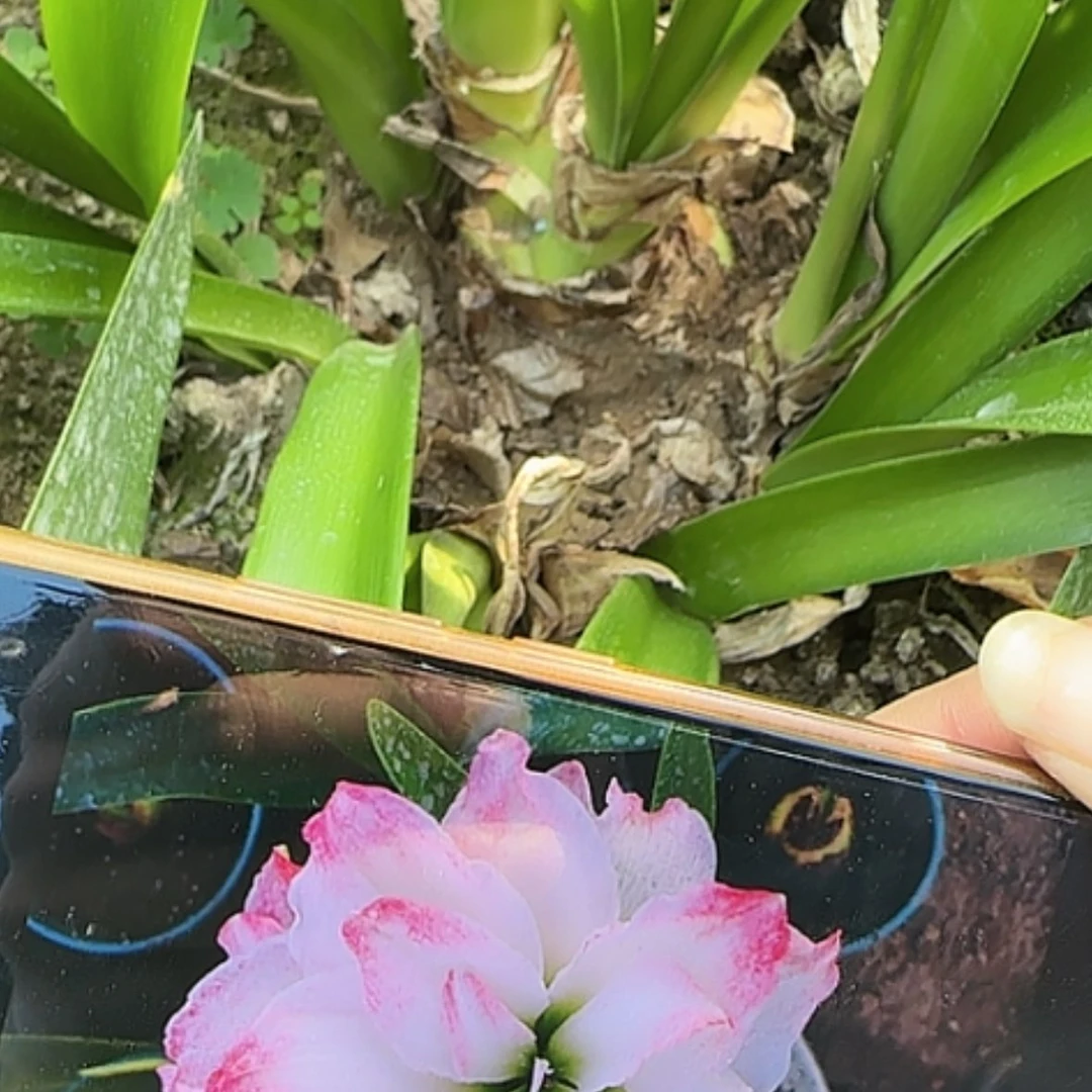 【闪购商品】无花朵糖果戴斯带侧发货