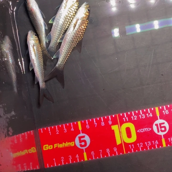 吉罗鱼5-10厘米异口四条