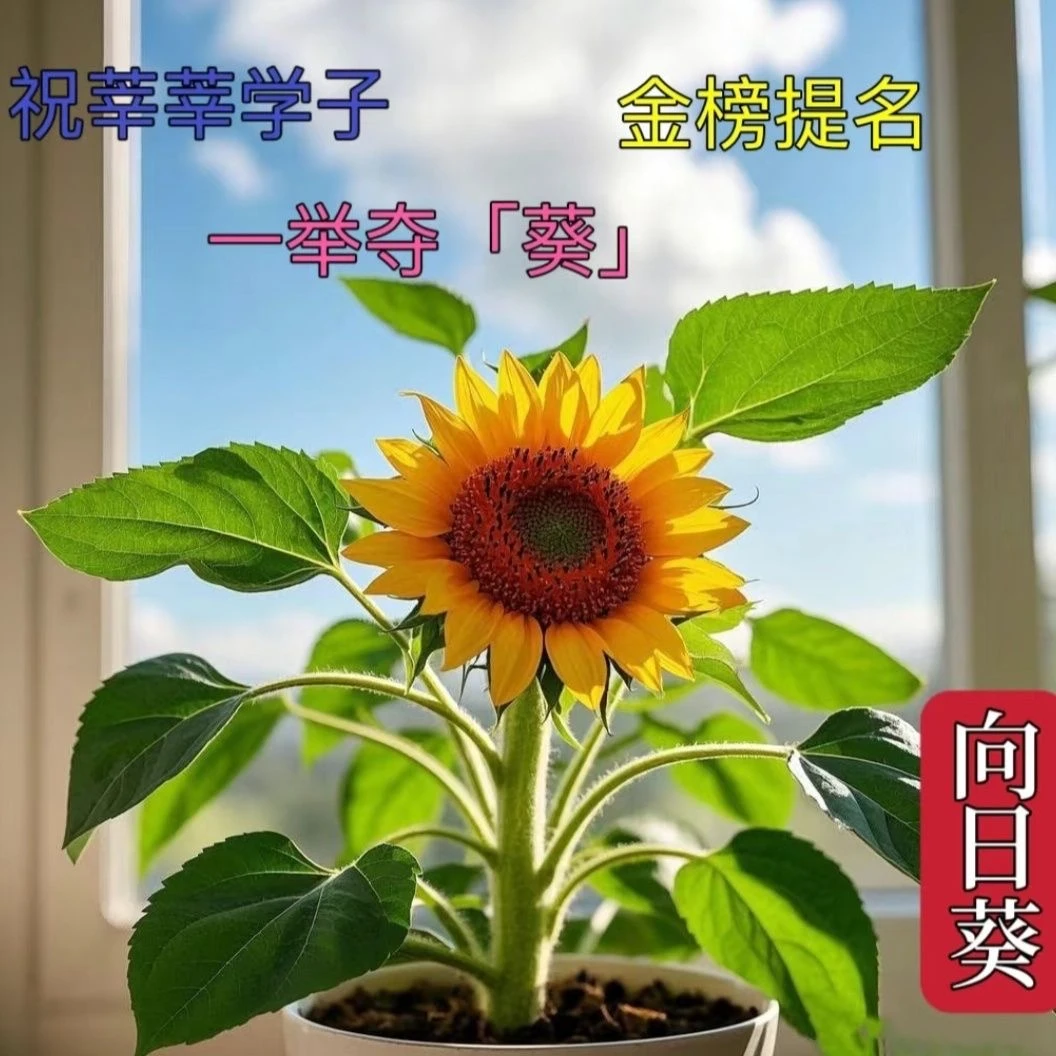 《中高考季一举夺魁》向日葵带花苞太阳花苗室内阳台室外鲜花种植