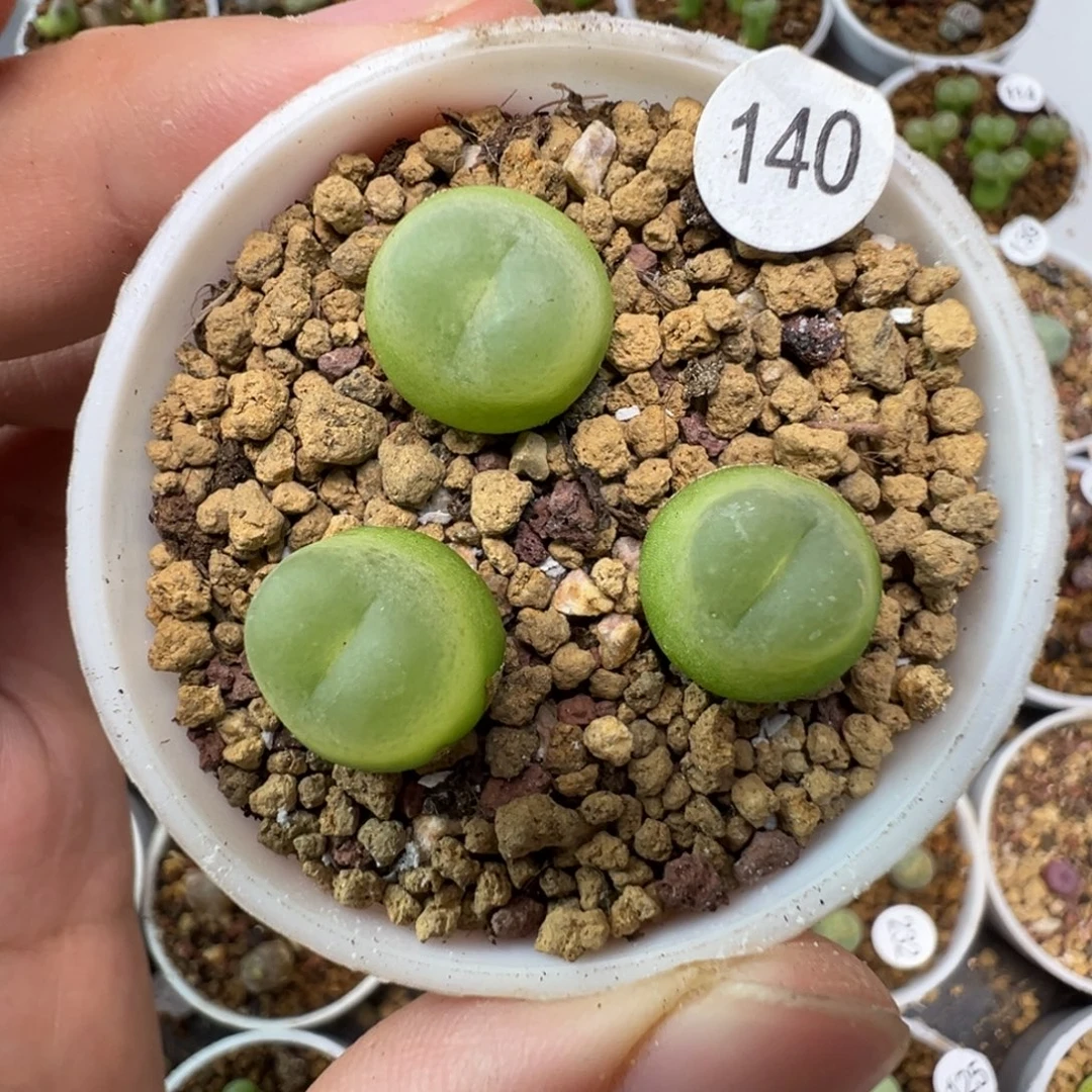 拉登3颗带盆土14000