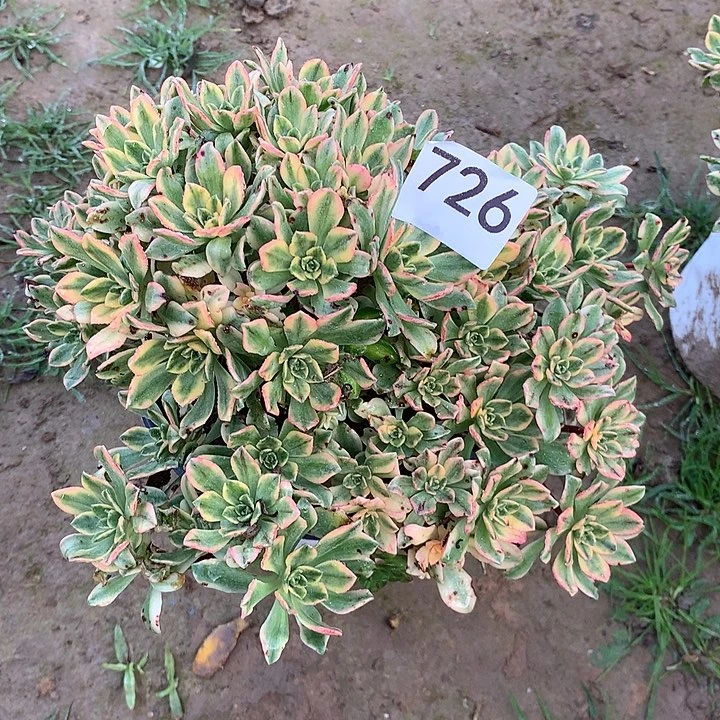 无花朵726甜茶多肉外