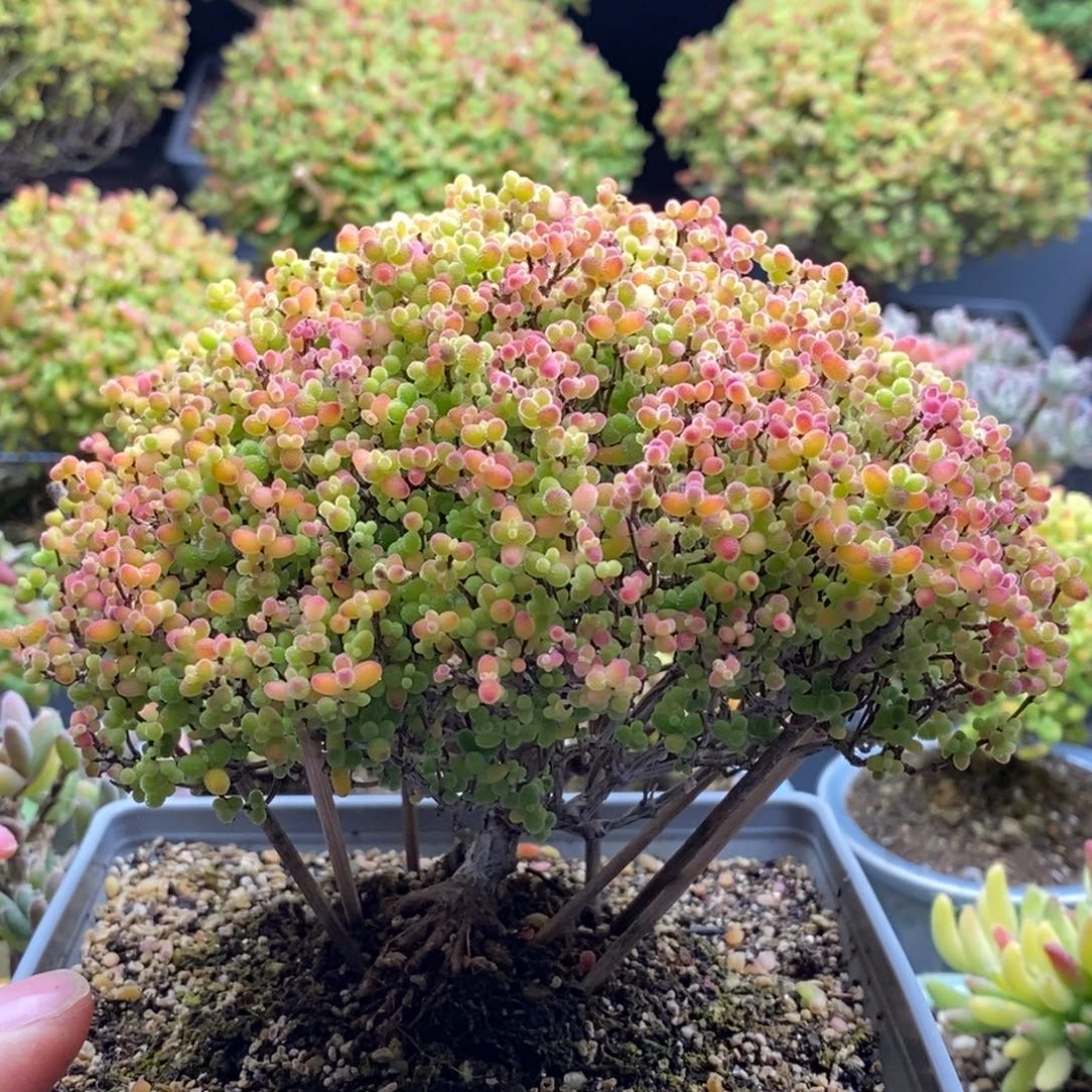 964蜜橘糖球 。