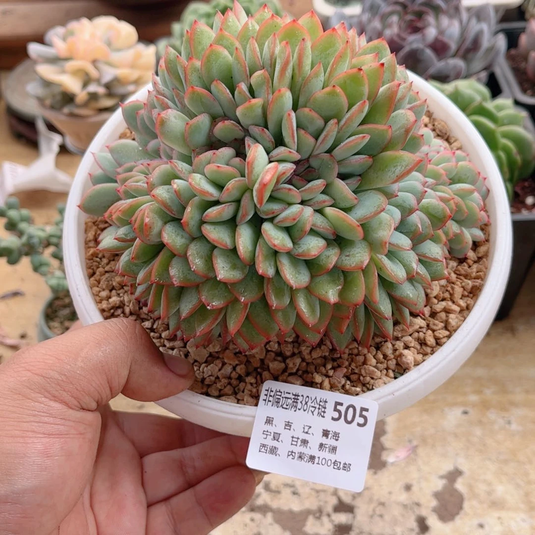 505勇敢缀德华多肉