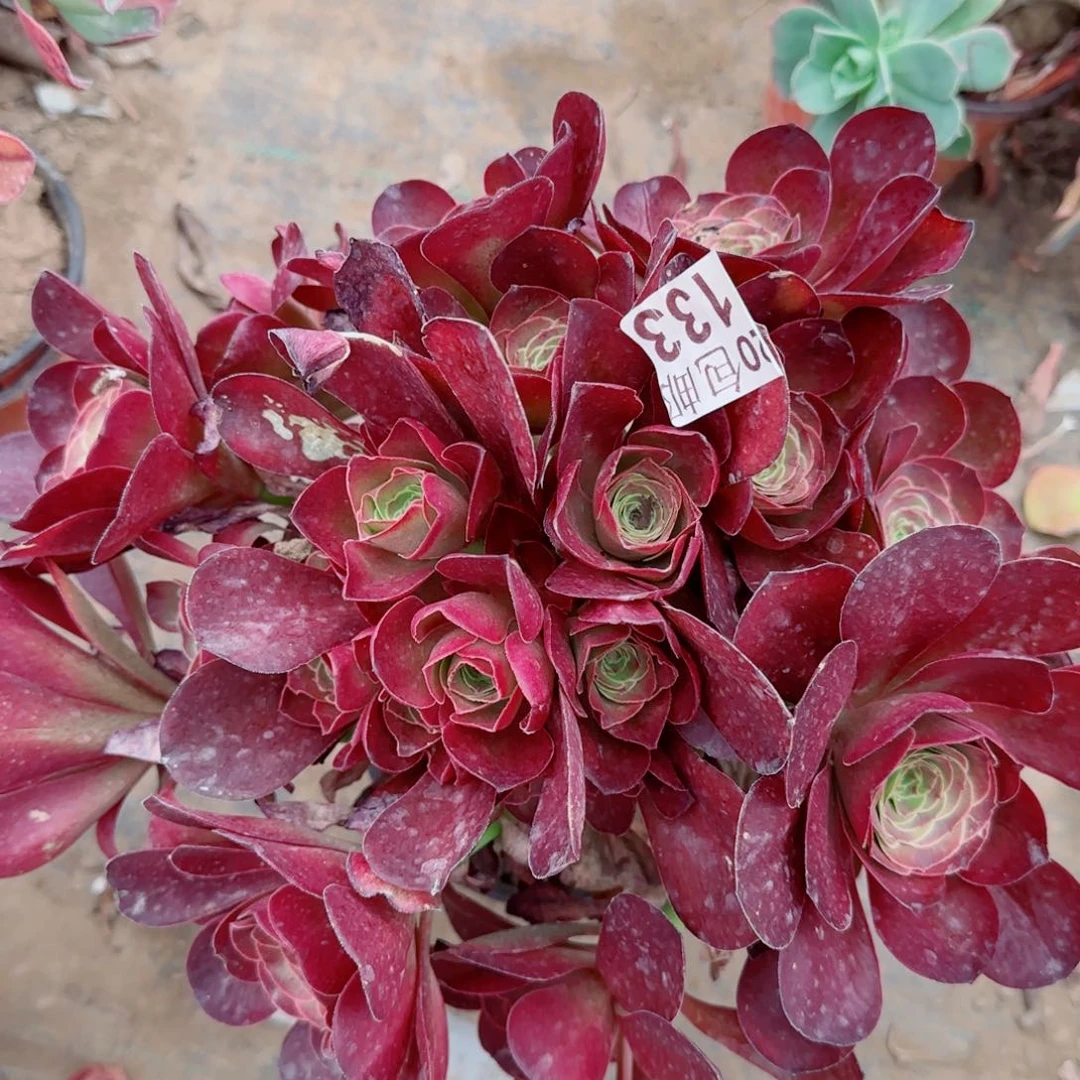 魅金玫瑰多肉133满20包邮断枝不包