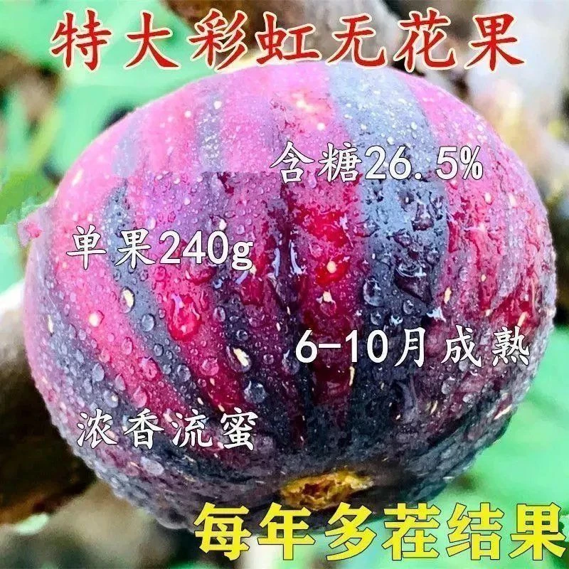彩虹无花果树苗大杯苗