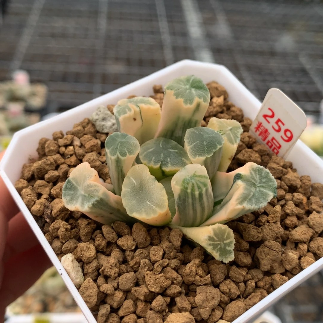 以实际为准259糊斑万象