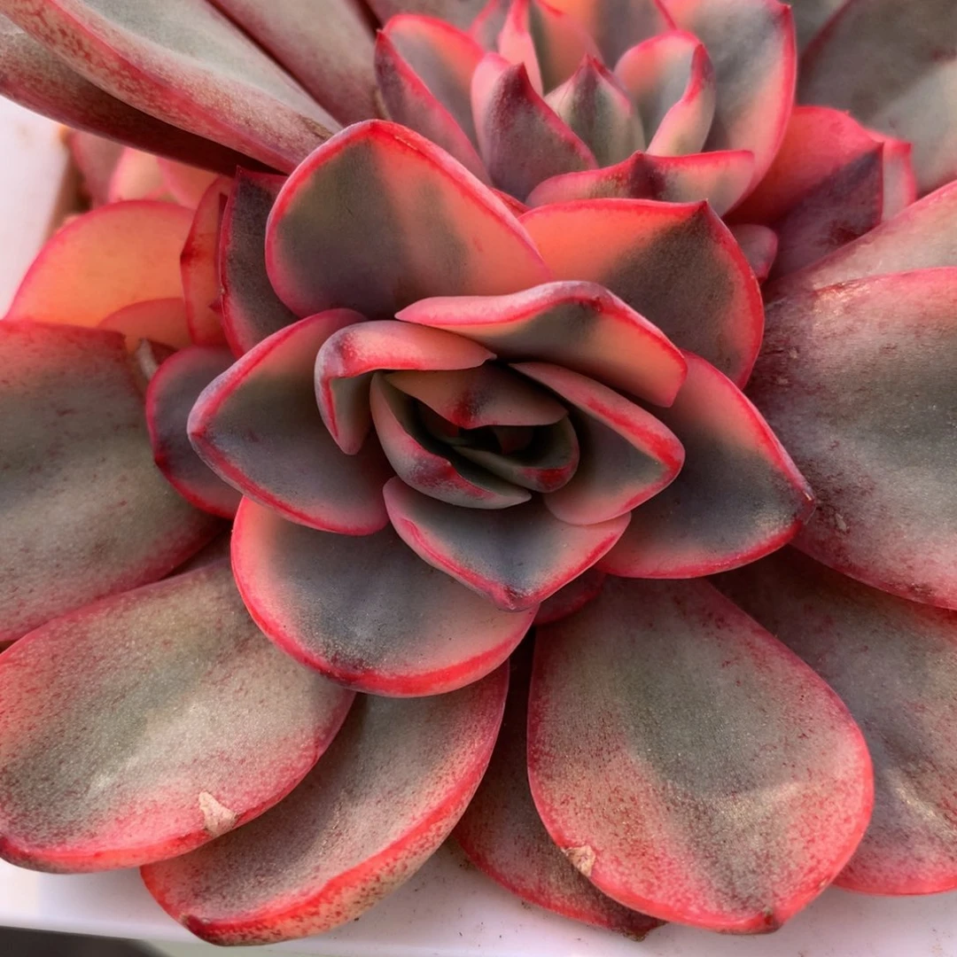 赫拉锦侧芽锦上园艺一物一拍