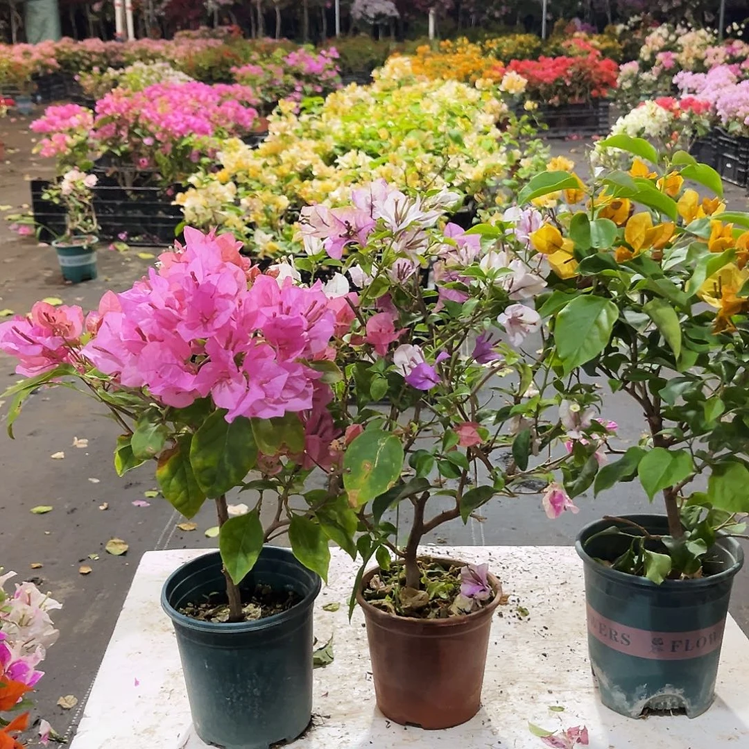 大部分花苞少量开放澄粉公主，雪紫，金色光辉