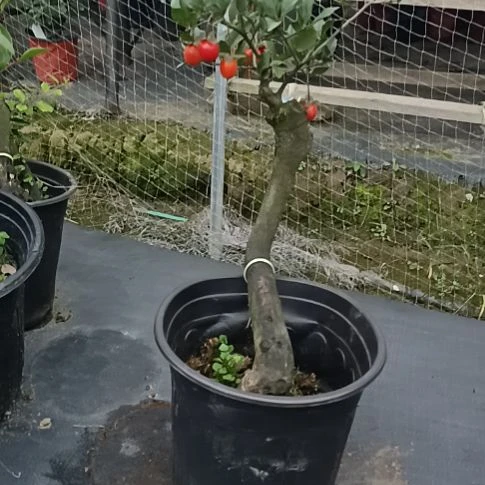 无花朵金弹子盆景园