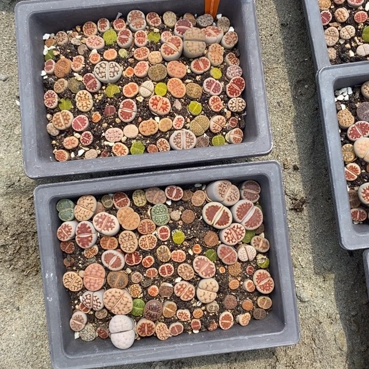 传*@生石花等植物150