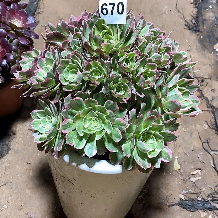 法师植物一物一拍670