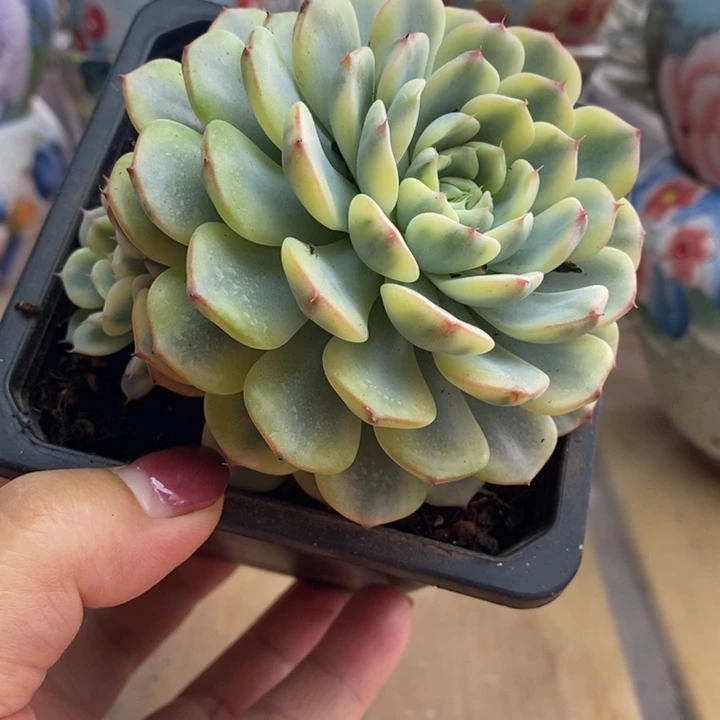 004锦锦锦锦锦锦锦锦锦