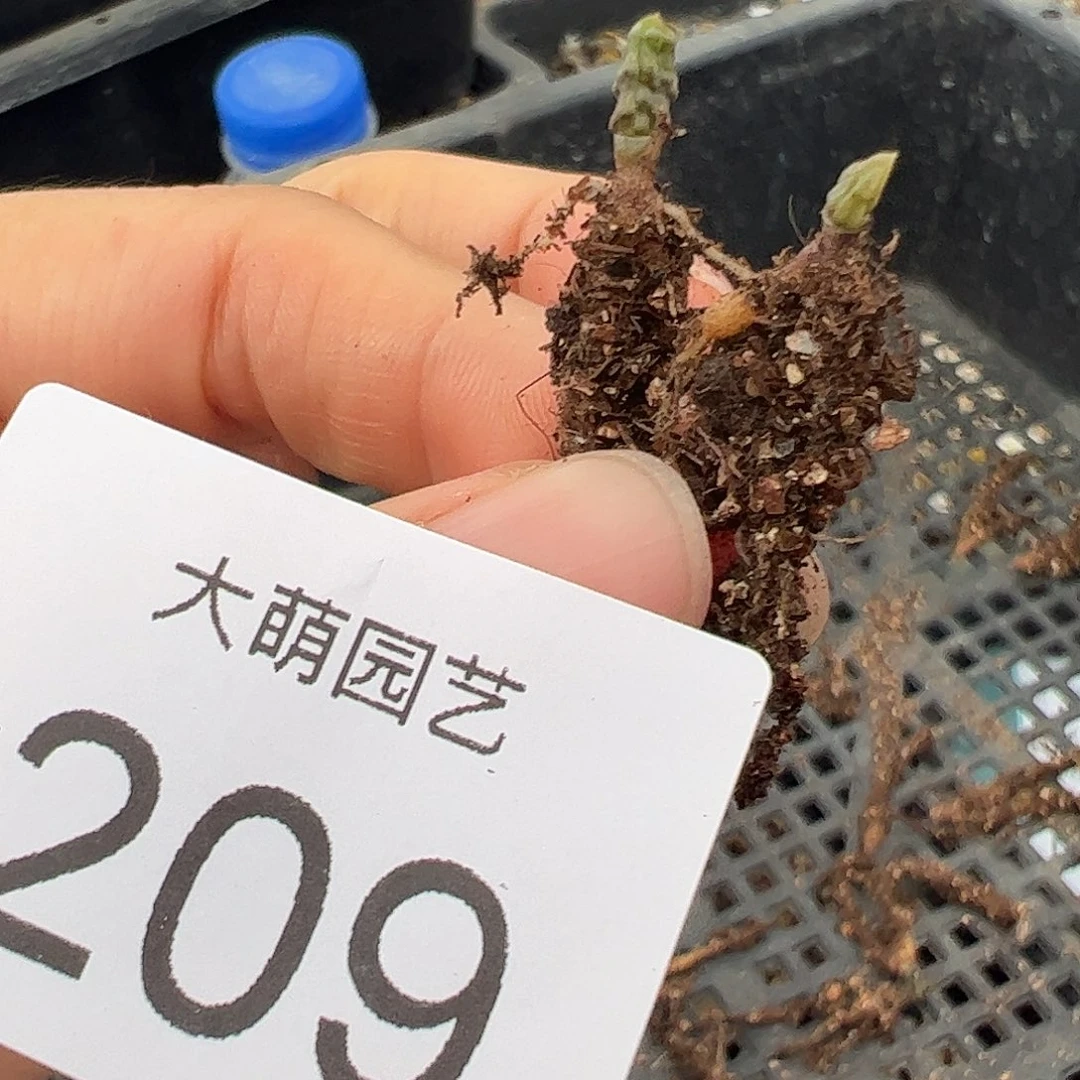 0000209量拍环尾狐猴1颗