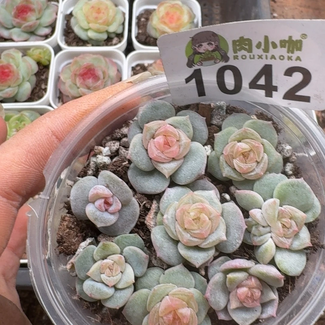多肉植物多肉植物