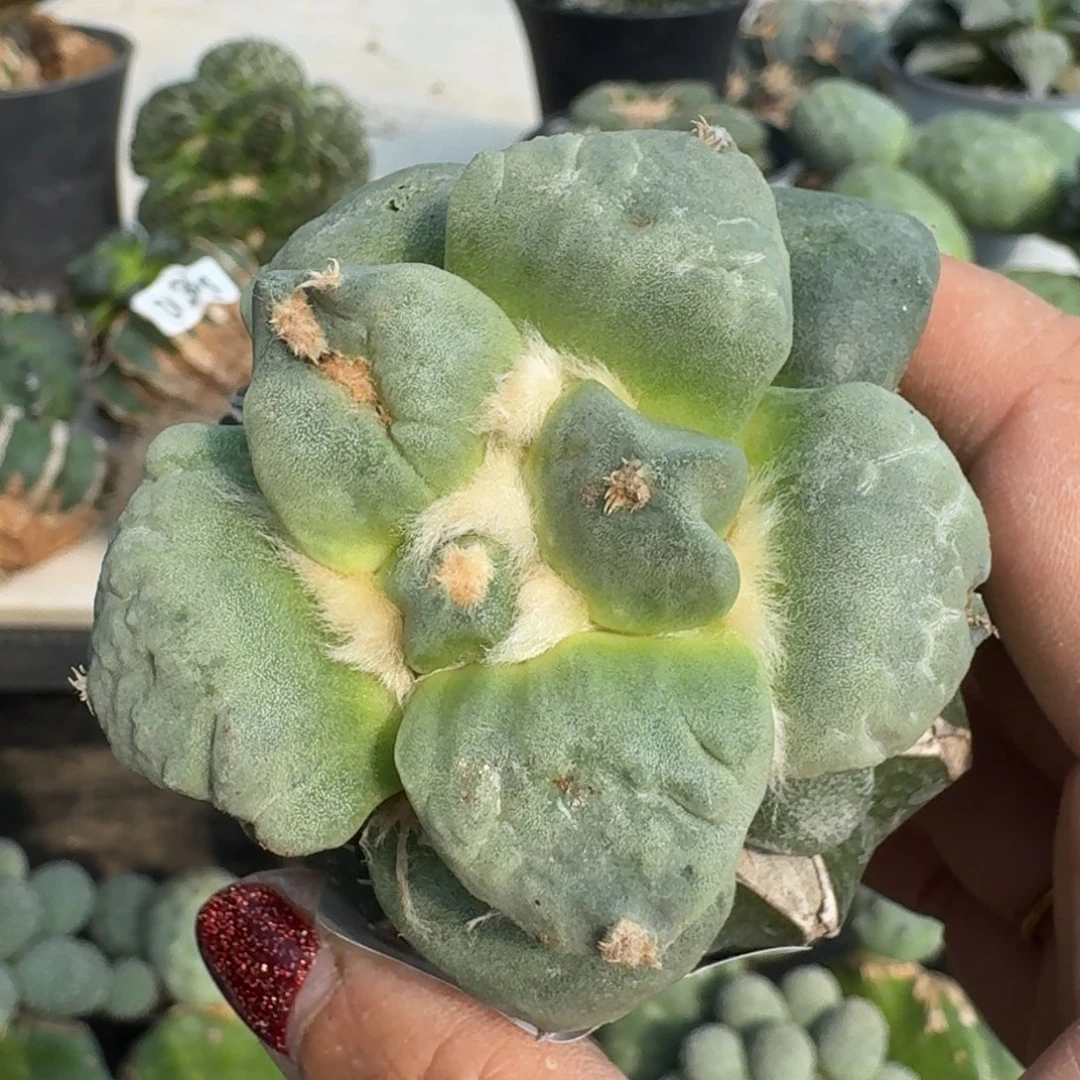 【闪购商品】无花朵丸尤怒涛227