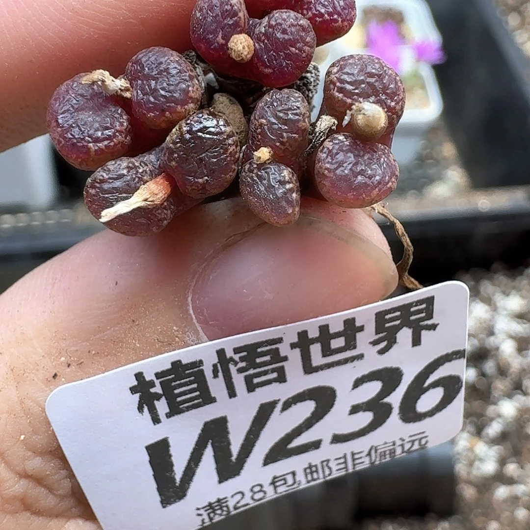 多肉植物的润泽efg