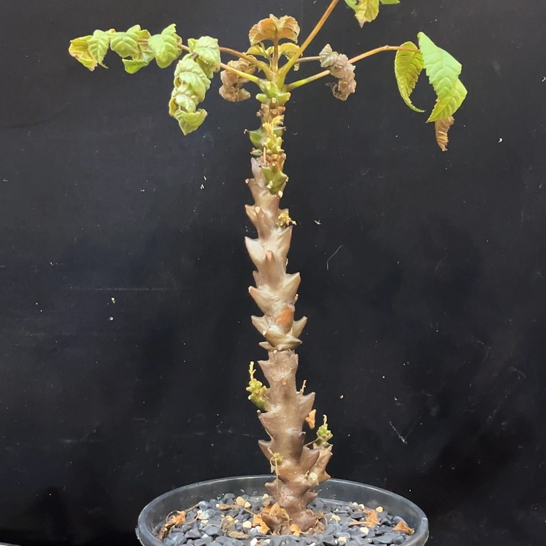潮流植物 墨西哥角榄