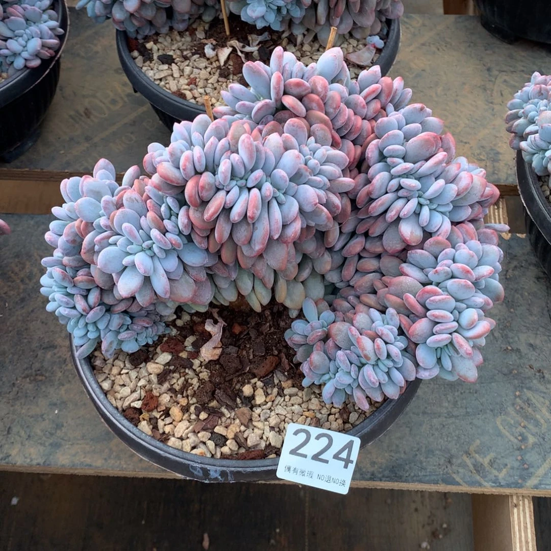 224粉兔缀化多肉植物