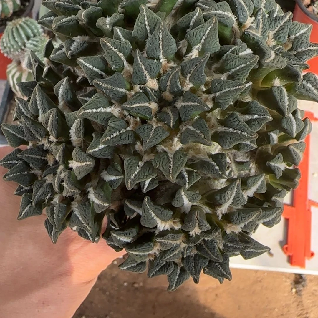 【闪购商品】我****夜大群黑206