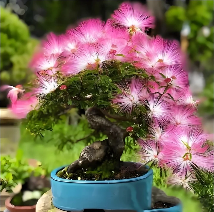 姬合欢花盆栽网红桌面绿植四季开花矮生合欢树香水合欢花盆栽