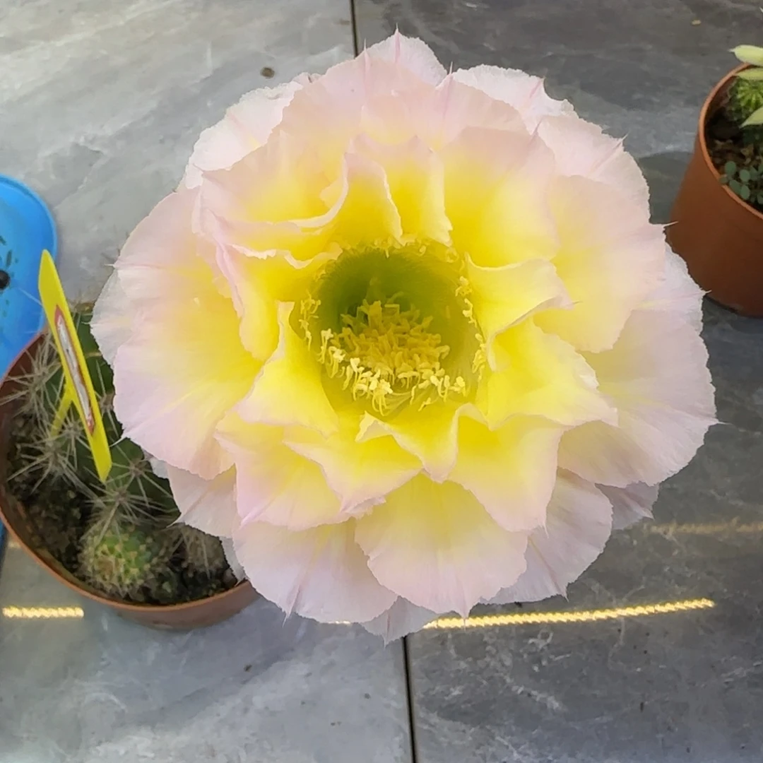 彩草仙人球一物一拍