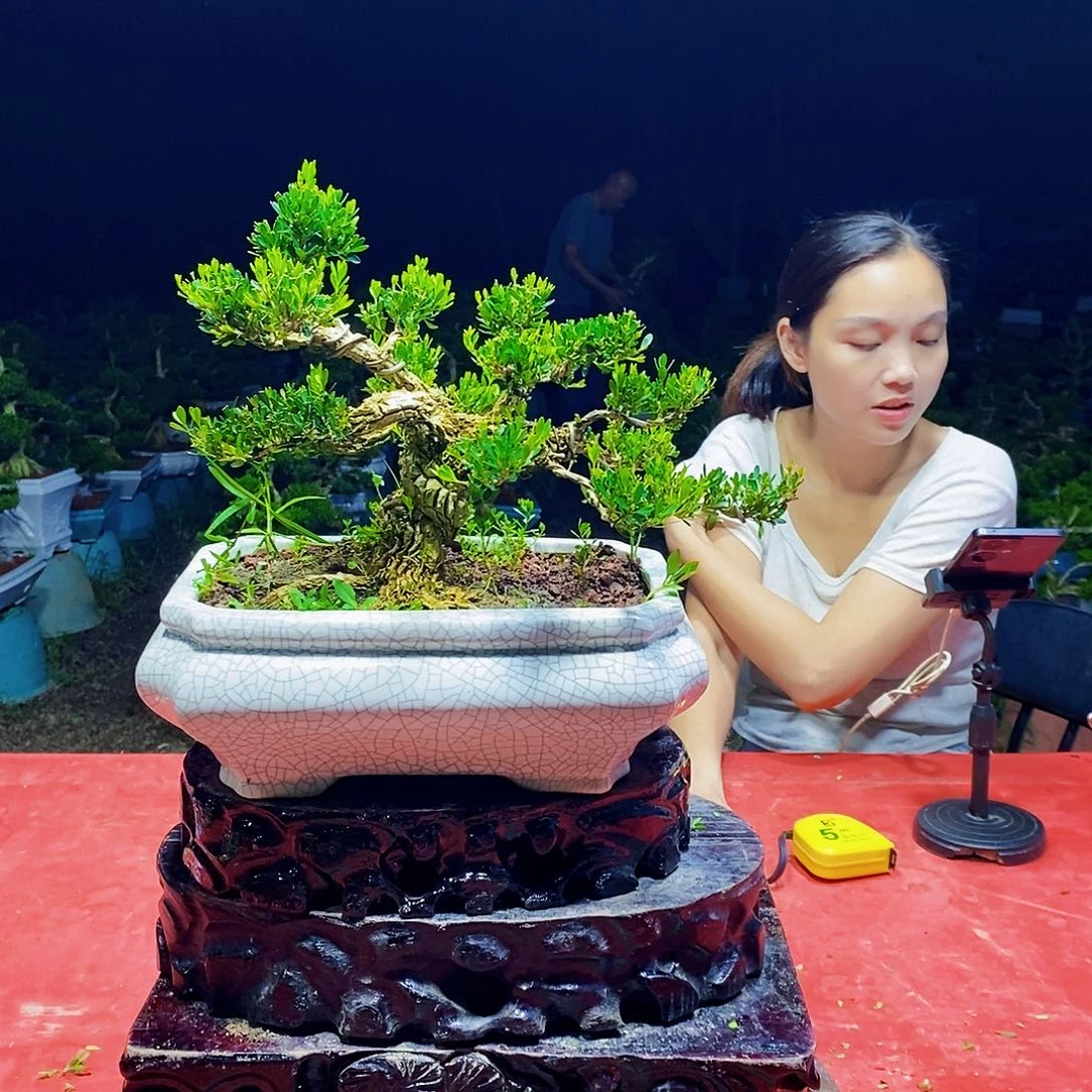 当前无花朵，栽培后可花朵