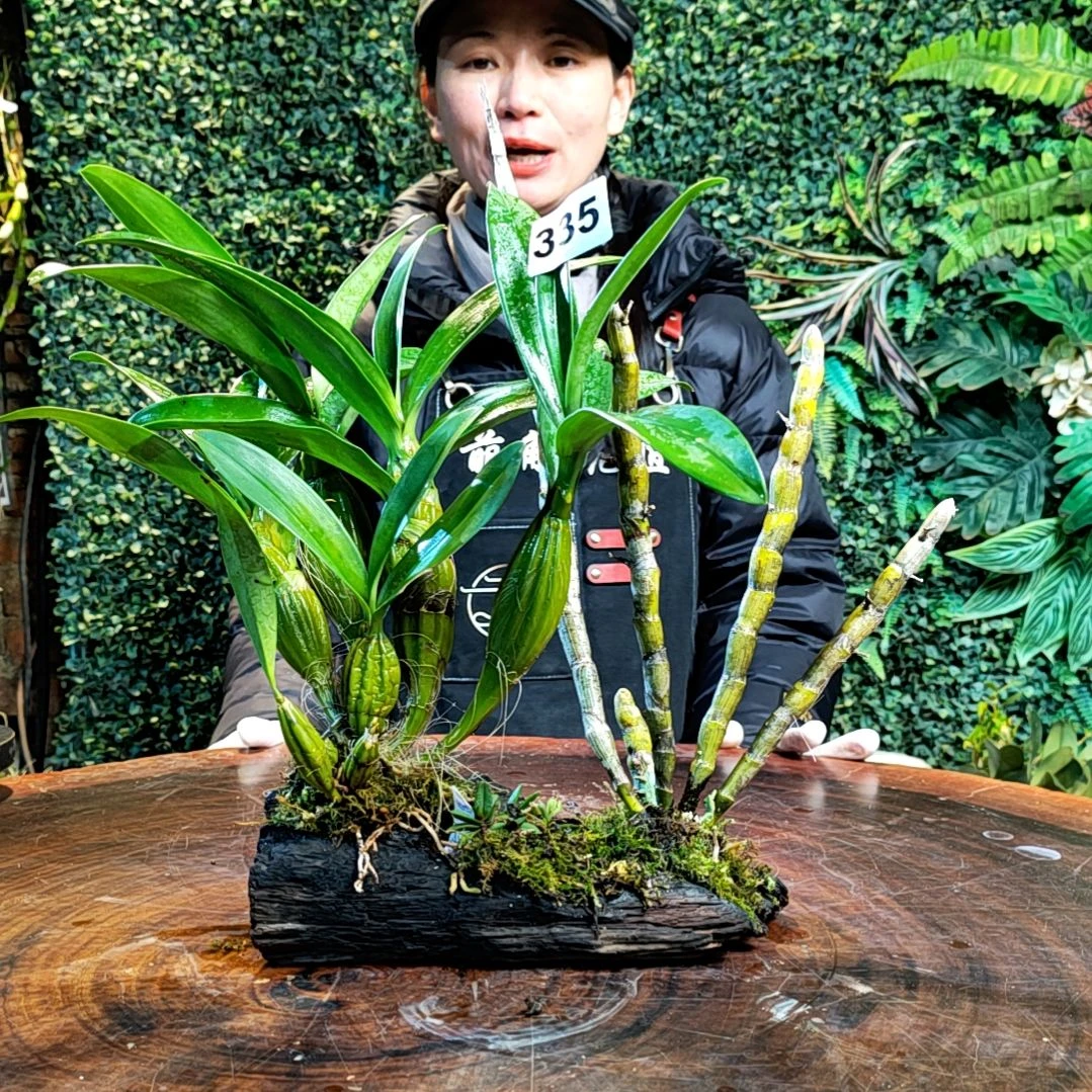 【闪购商品】天***飛335鼓槌，晶冒，匙唇兰花卉