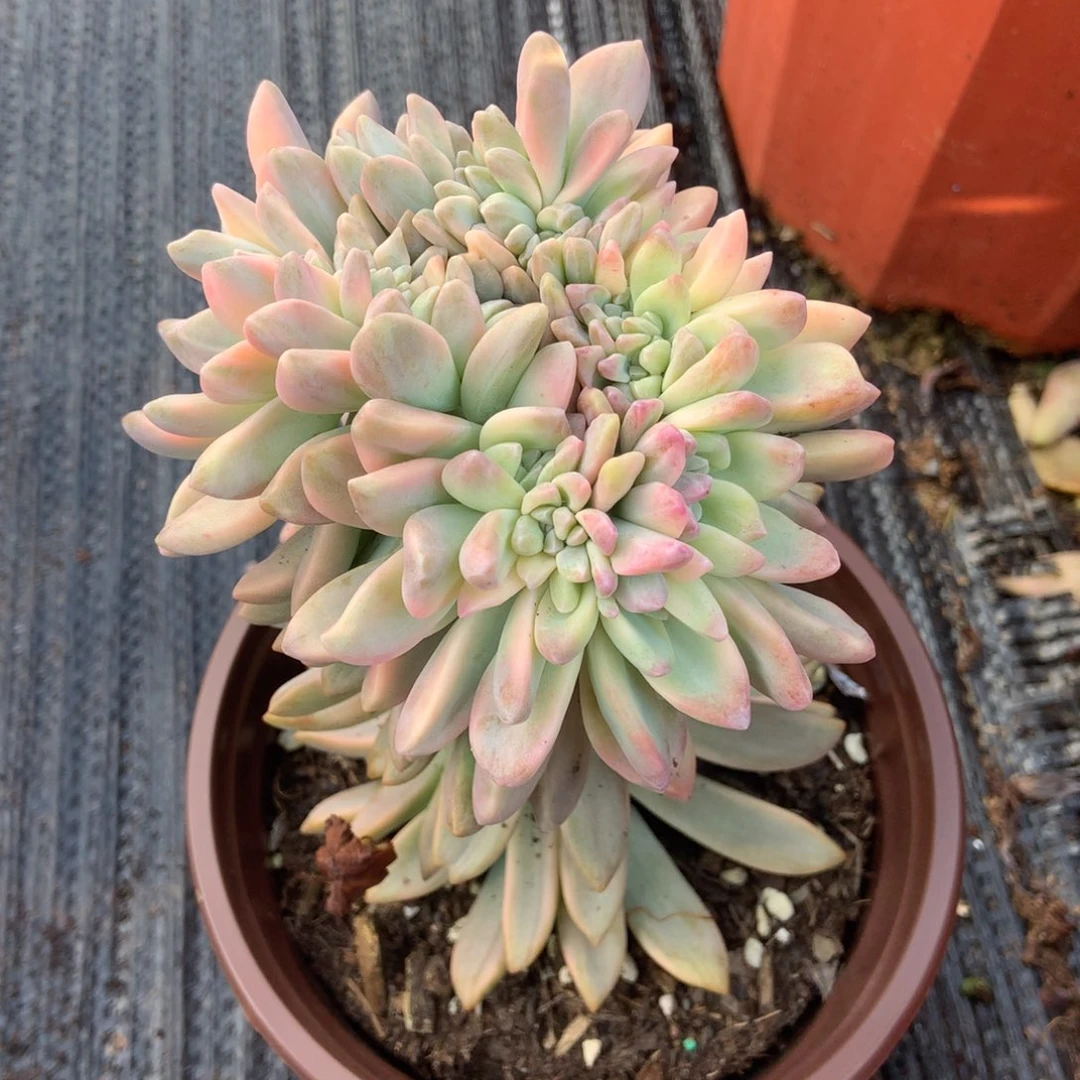 淡雪锦棒棒糖缀1074晓晓一物一拍冷链