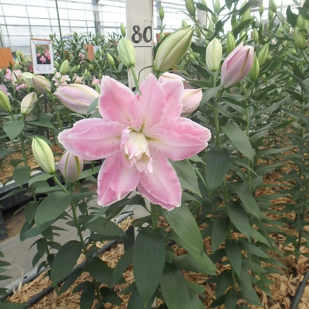 【好奇心】重瓣香水百合种球百合花球阮迪慧