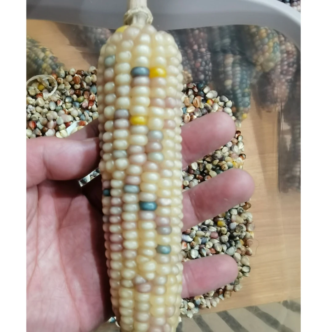 文玩玉米 宝石玉米 七彩玉米 直播间一物一拍