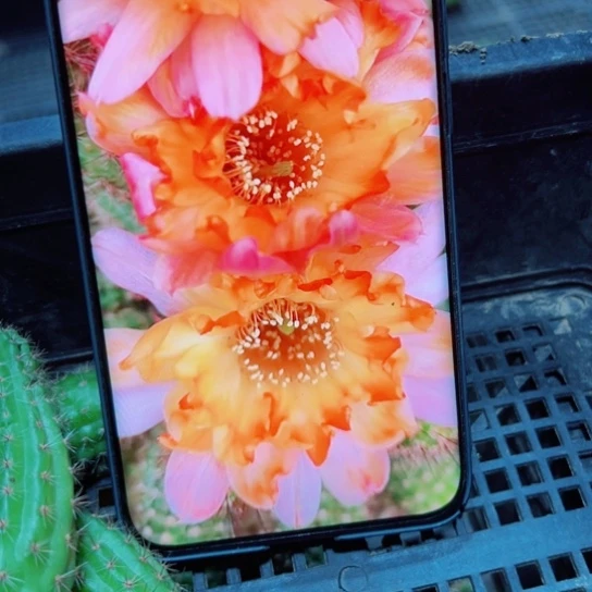 下24白檀宝石歪3个无根小侧芽20包邮