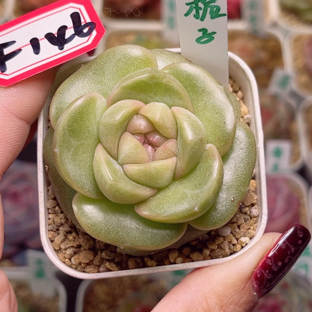 花****)F146一物一拍 栀子