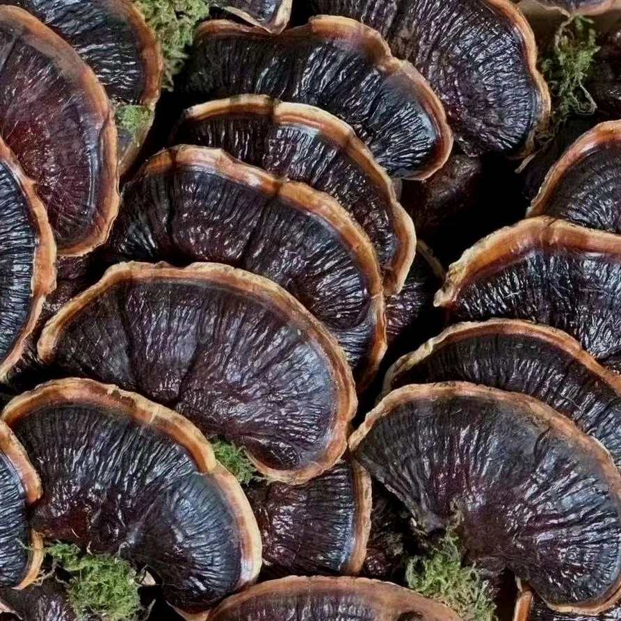 【植本鲜萃】野原森品长白山灵芝礼盒泡水煲汤煮水滋补佳品