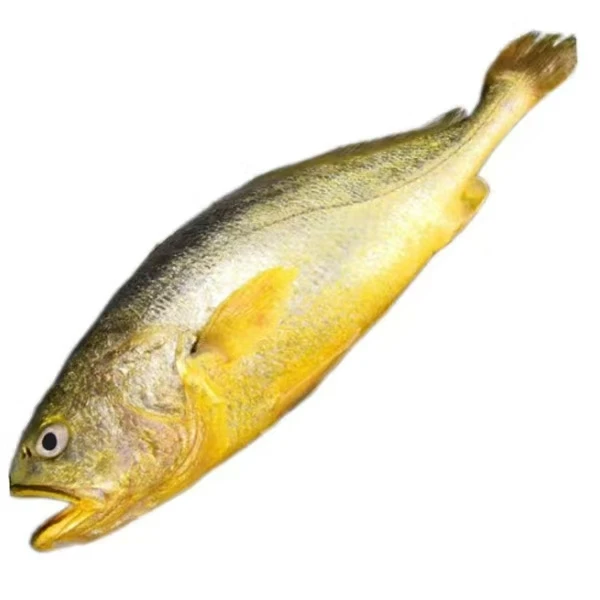 半野生大黄鱼1条
