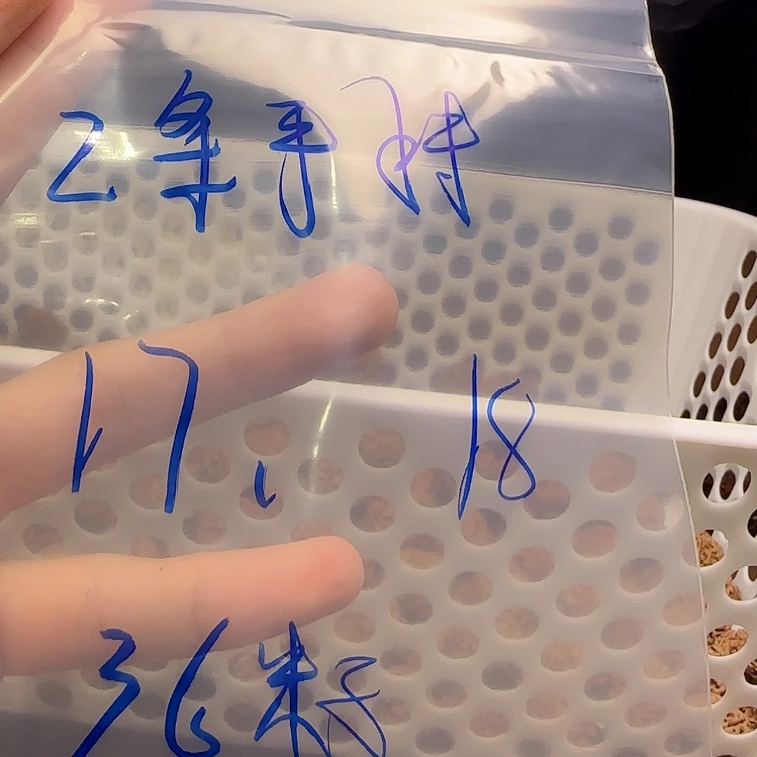 本***手串金刚菩提两条手持