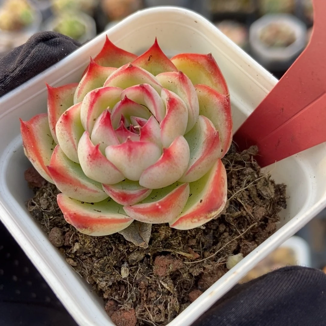 827勾魂仙子多肉植物