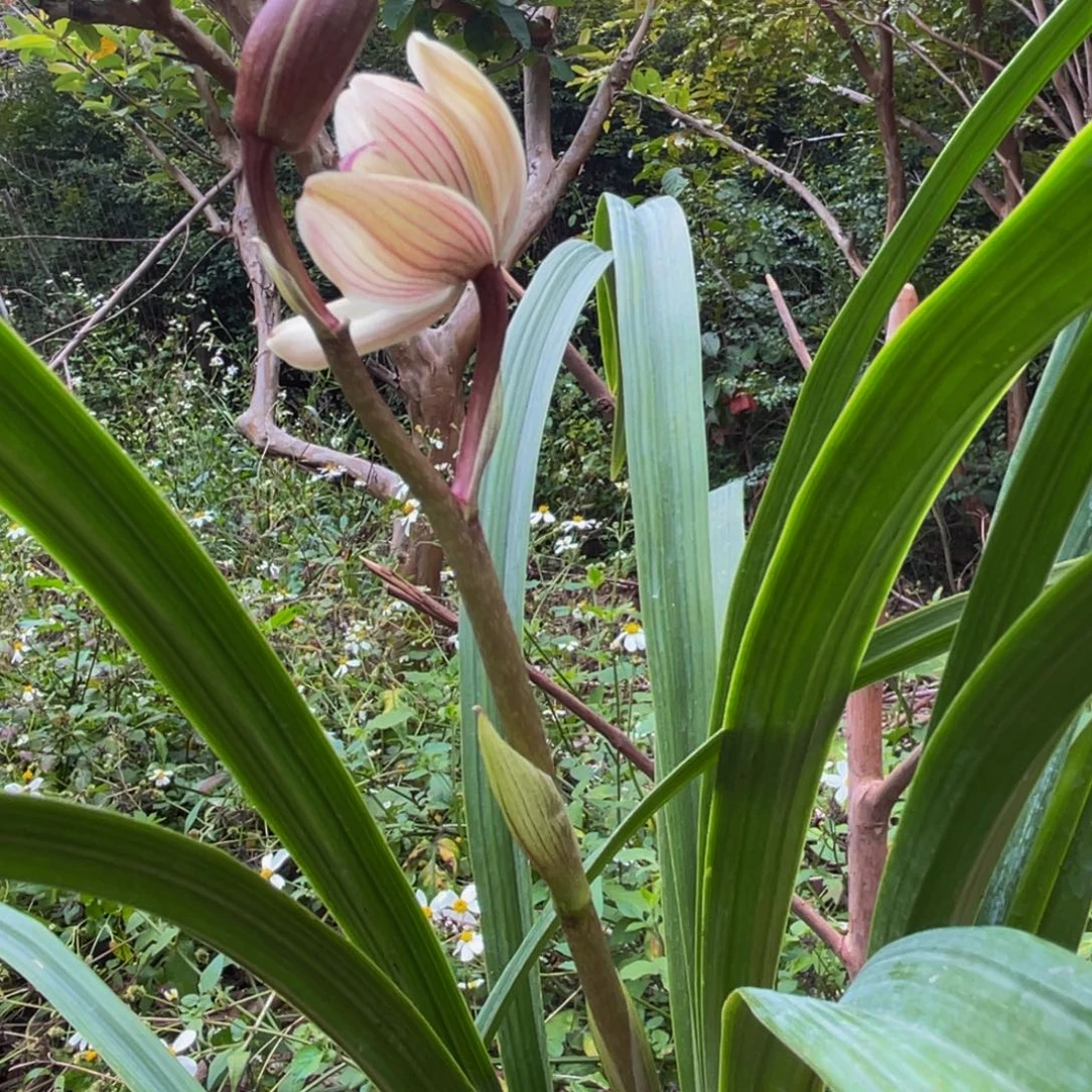全部花苞兰花新品新品粉荷