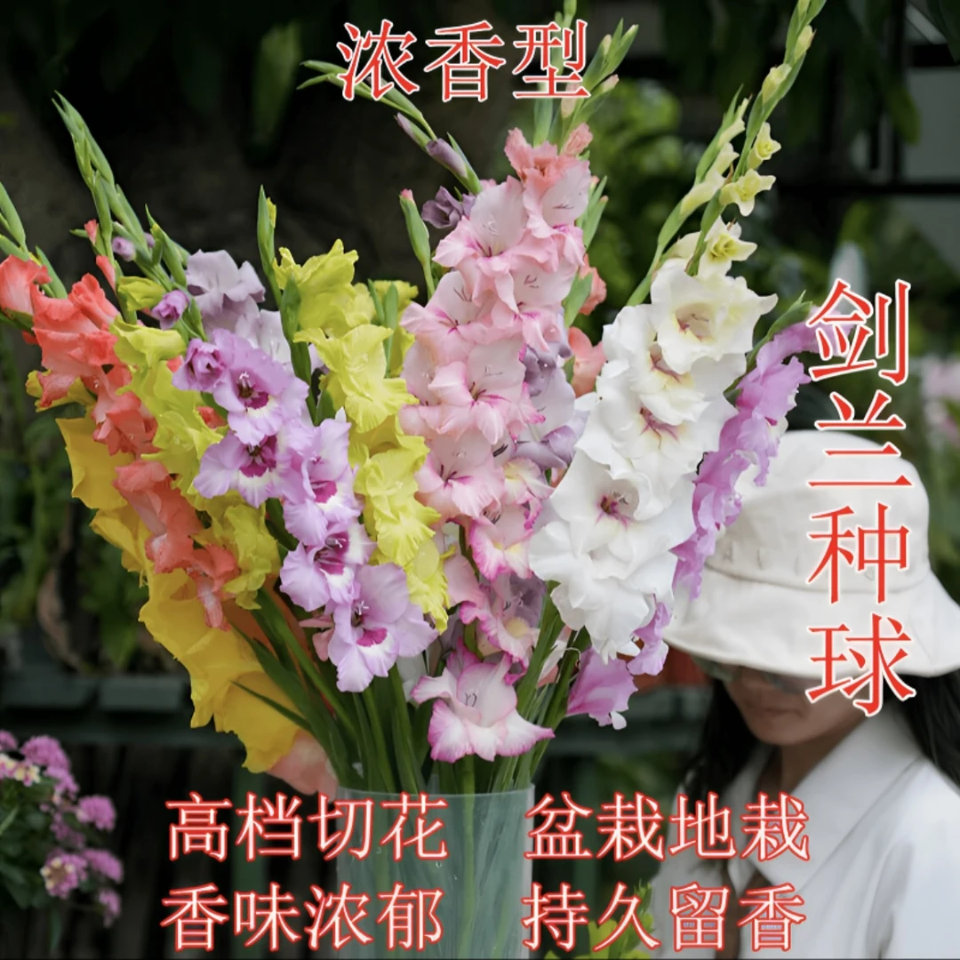 浓香型剑兰种球唐菖蒲四季种植阳台花盆观花种球切花多年生植物