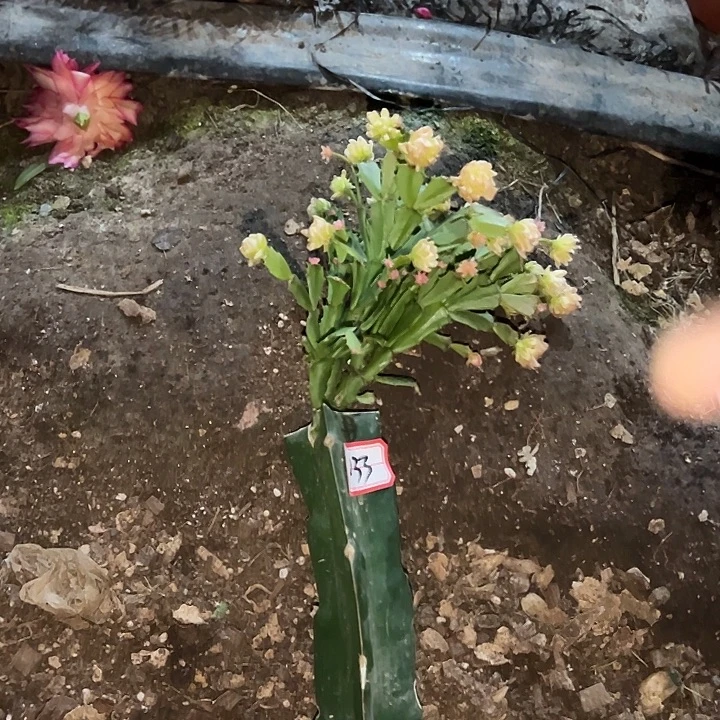 用***3，033号带盆050.血月