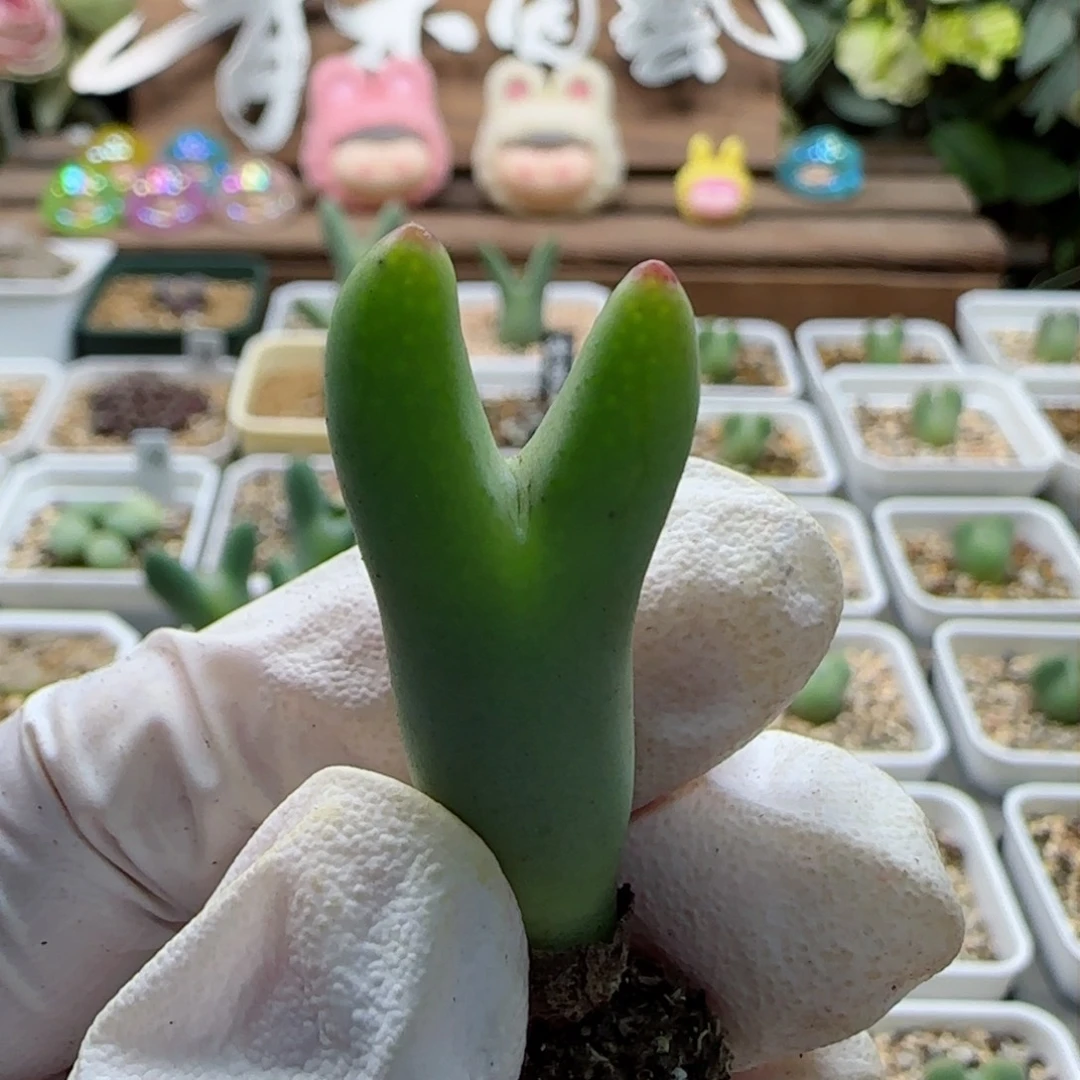 平*人1-17一点红皮卡丘多肉