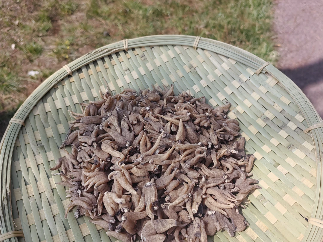 佛手参—（非山核桃）