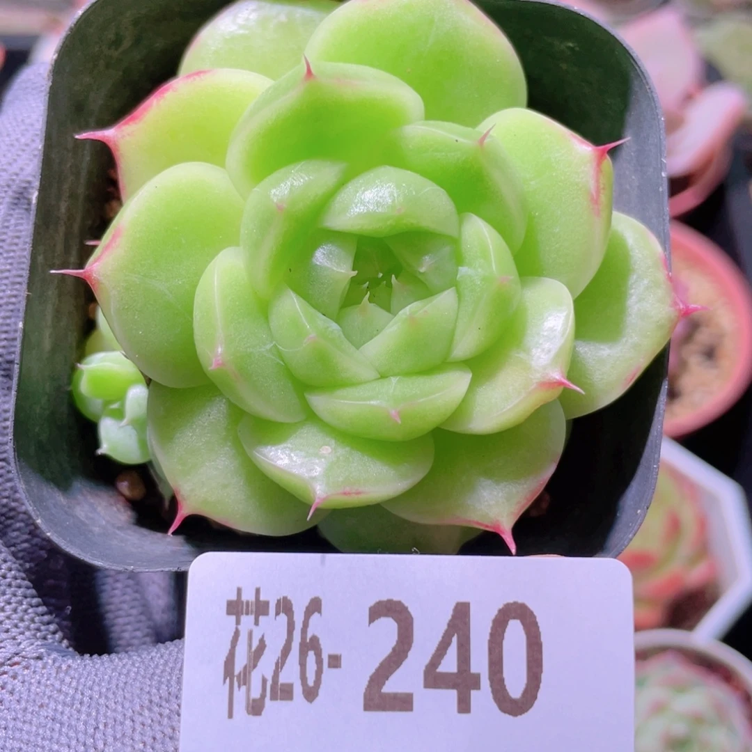 花利美26-240麦秆