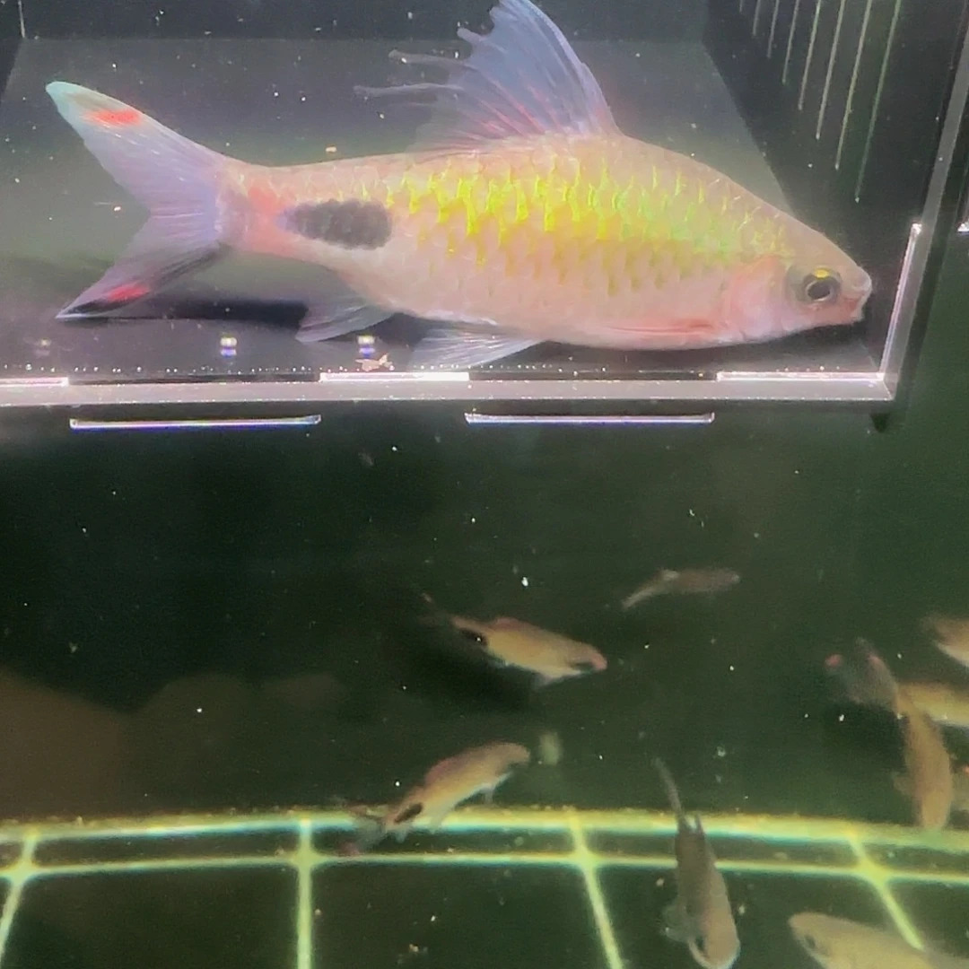 吉罗鱼紫红两点鲫公鱼11-12厘米